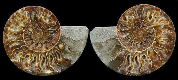 Cut & Polished Ammonite Fossil - Crystal Chambers #39498
